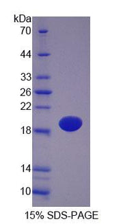 Figure 1. SDS-PAGE