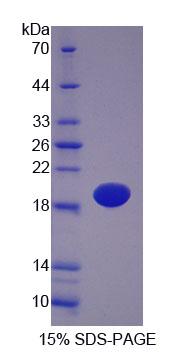 Figure 1. SDS-PAGE