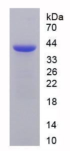 Figure 1. SDS-PAGE