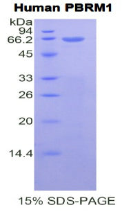 Figure 1. SDS-PAGE