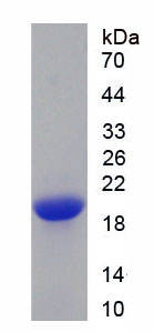 Figure 1. SDS-PAGE
