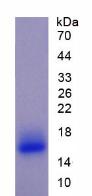 Figure 2. SDS-PAGE