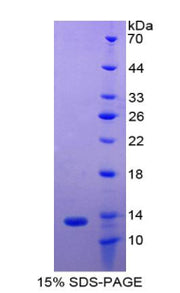 Figure 1. SDS-PAGE