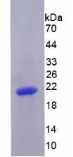 Figure 3. SDS-PAGE
