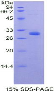 Figure 1. SDS-PAGE