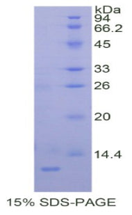 Figure 1. SDS-PAGE