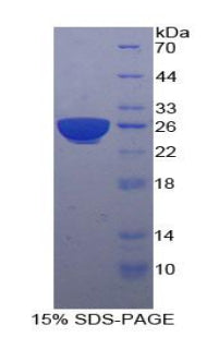 Figure 1. SDS-PAGE