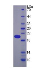 Figure 2. SDS-PAGE