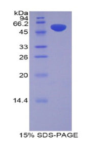 Figure 1. SDS-PAGE