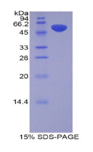 Figure 1. SDS-PAGE