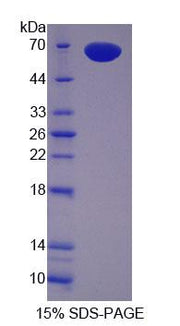 Figure 1. SDS-PAGE