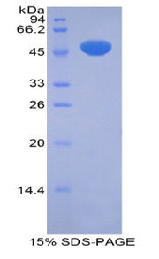 Figure 1. SDS-PAGE
