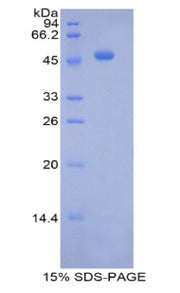 Figure 1. SDS-PAGE