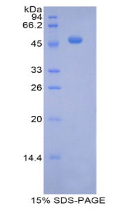 Figure 1. SDS-PAGE