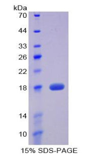 Figure 1. SDS-PAGE