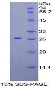 Figure 1. SDS-PAGE