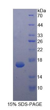 Figure 1. SDS-PAGE