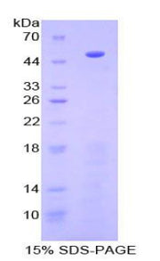 Figure 1. SDS-PAGE