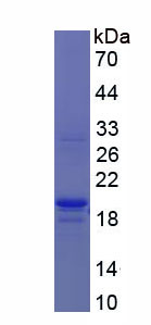 Figure 1. SDS-PAGE