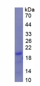 Figure 1. SDS-PAGE