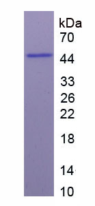 Figure 1. SDS-PAGE