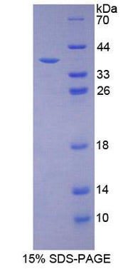 Figure 1. SDS-PAGE