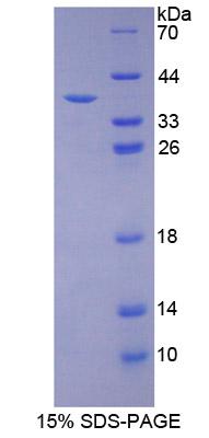 Figure 1. SDS-PAGE