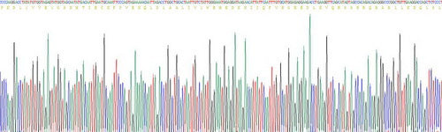 Recombinant Human Programmed Cell Death Protein 1 Ligand 1 (PDL1)