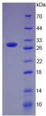 Figure 3. SDS-PAGE