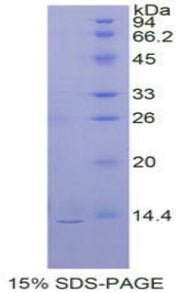 Figure 1. SDS-PAGE