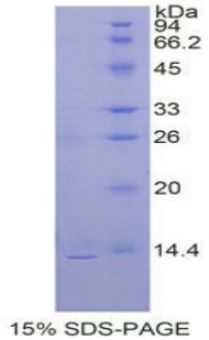 Figure 1. SDS-PAGE