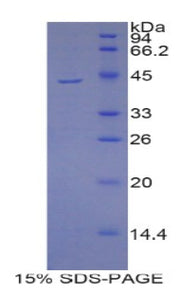 Figure 1. SDS-PAGE
