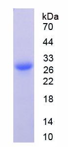 Figure 2. SDS-PAGE