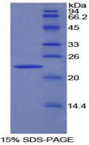 Figure 1. SDS-PAGE