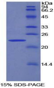 Figure 1. SDS-PAGE