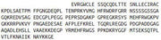 Recombinant Proopiomelanocortin (POMC), RPU43441