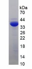 Figure 3. SDS-PAGE