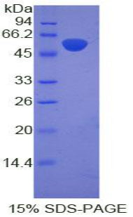Figure 1. SDS-PAGE