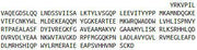 Recombinant Prostaglandin E Synthase 2 (PTGES2), RPU43445
