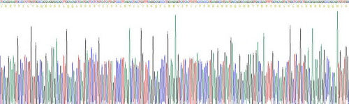 Recombinant Mouse Prostaglandin E Synthase 2 (PTGES2)