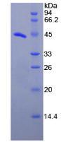Figure 2. SDS-PAGE