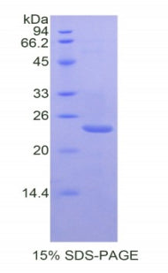 Figure 1. SDS-PAGE