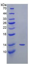 Figure 2. SDS-PAGE