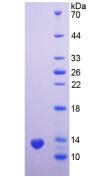 Figure 3. SDS-PAGE