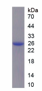 Figure 1. SDS-PAGE
