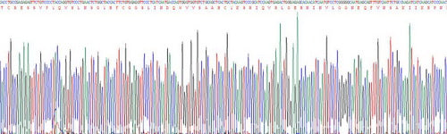 Recombinant Mouse Protease, Serine 2 (PRSS2)