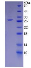 Figure 3. SDS-PAGE