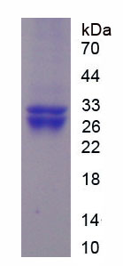 Figure 1. SDS-PAGE