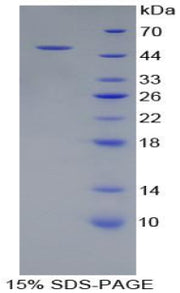 Figure 1. SDS-PAGE