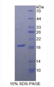 Figure 1. SDS-PAGE